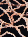   Denises Pygmy Seahorse taken Uepi Solomon Islands. Was under 1cm size Olympus OMD EM5. Islands EM-5. EM-5 EM 5.  